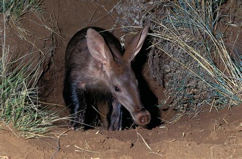  Aardvark! A fascinating creature that burrows deep underground and feasts on ants with its sticky tongue