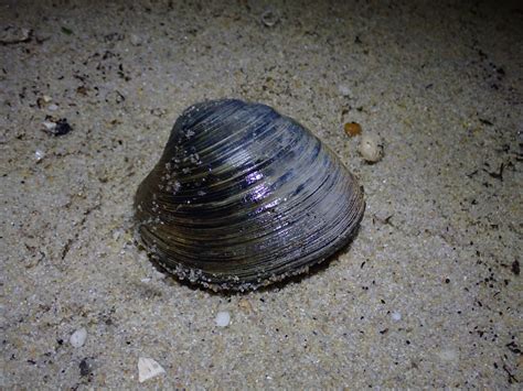  Hard Clam: A Surprisingly Complex Mollusk Found Buried Beneath the Seafloor!