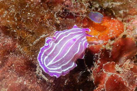  Marisa!  A Tiny Flatworm That Lives A Surprisingly Complex Life