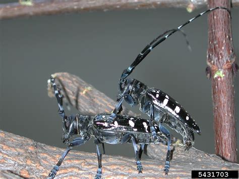  Anoplophora glabripennis! Kaivautuvassa taimiston yöeläin tekee tuhoisan vaikutuksen metsätalouteen