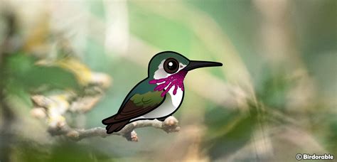  Calliope Hummingbird! This Tiny Feathered Jewel Boasts Astonishing Migratory Abilities for Its Miniature Size.