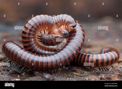  Giant Millipede:  A Slow-Moving Symphony of Tiny Legs!