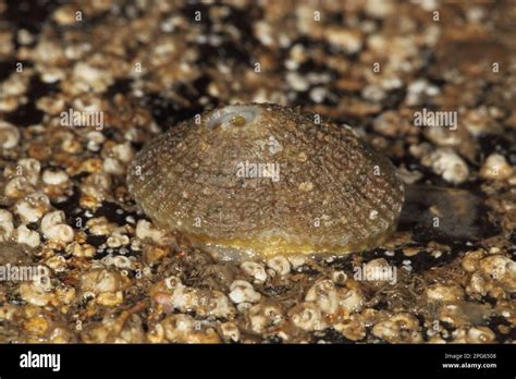  Keyhole Limpet: A Marine Snail That Looks Like It Fell Through Time!