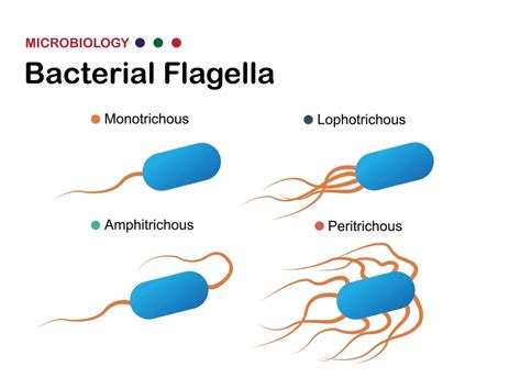 Uroglena! This Tiny Unicellular Flagellate Moves With Grace And Devours Bacteria In Its Path!