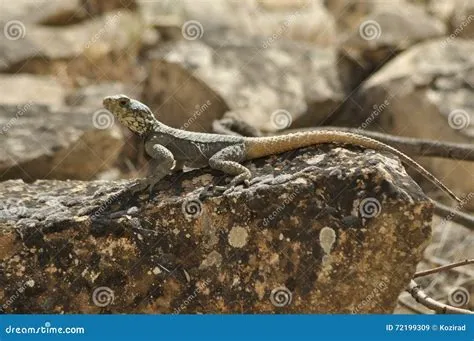 Yellow-spotted Lizard: Kylmäverinen matelija joka rakastaa aurinkoa ja maukasta hämähäkkiä!